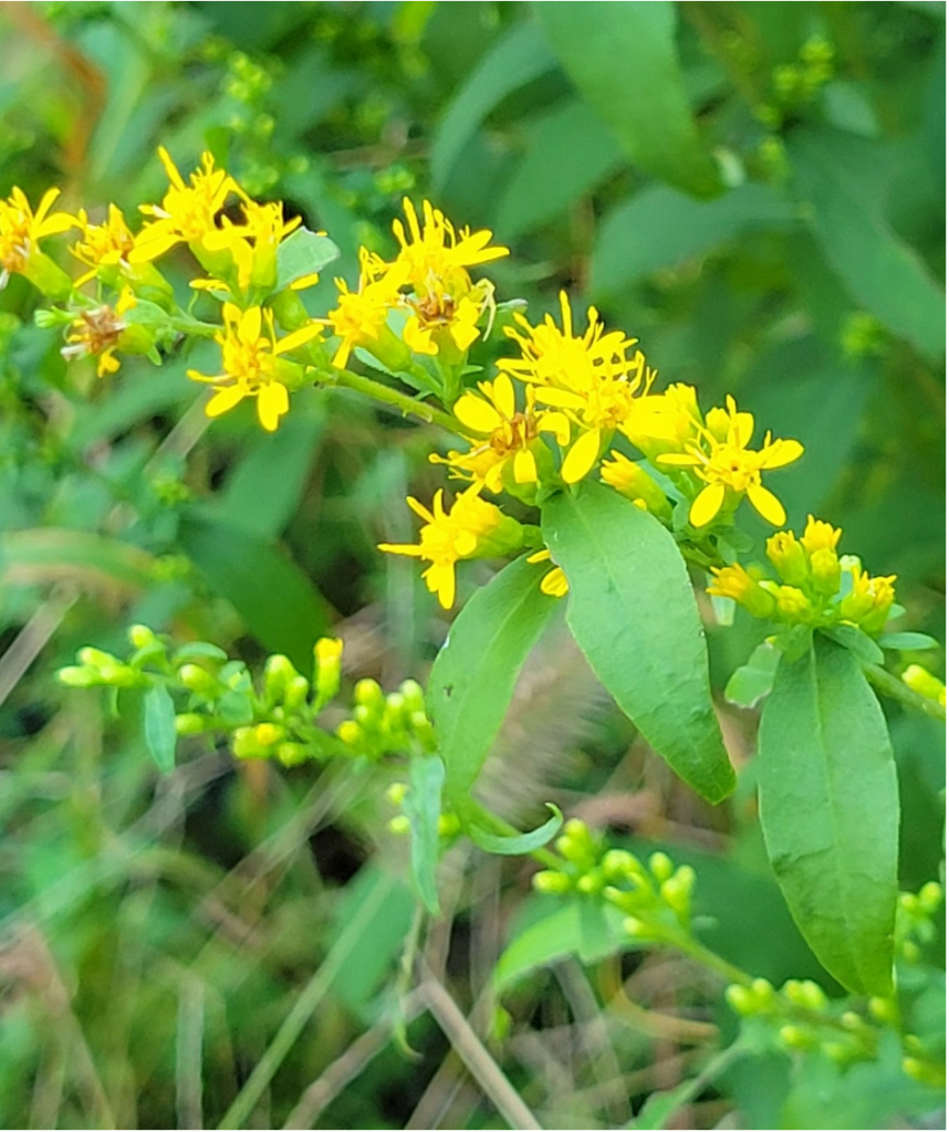 A photo of the goldenrod varietty Solidago caesia.