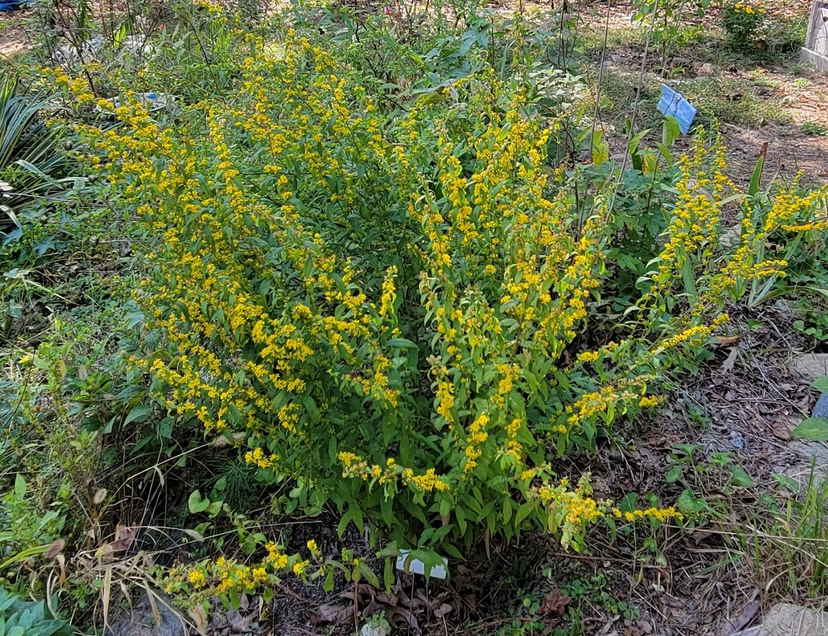 A photo of the goldenrod varietty Solidago caesia.